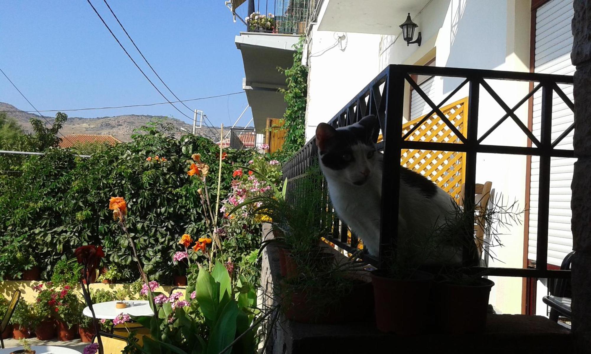 Ενοικιαζόμενα Διαμερίσματα Δήμητρα Πέτρα Εξωτερικό φωτογραφία